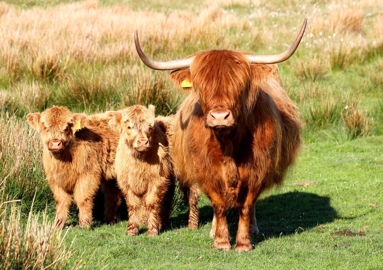 Drumbuie Farm B&B Drumnadrochit Εξωτερικό φωτογραφία
