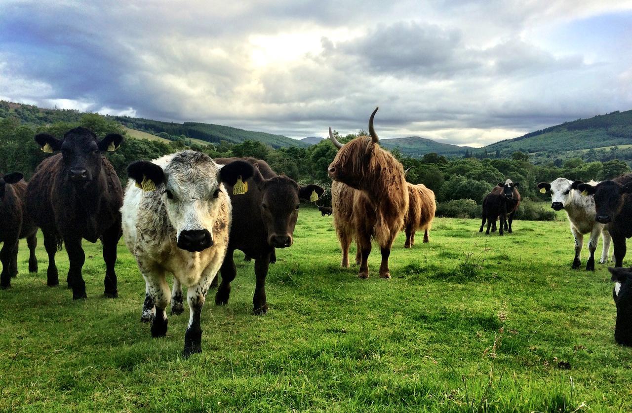 Drumbuie Farm B&B Drumnadrochit Εξωτερικό φωτογραφία