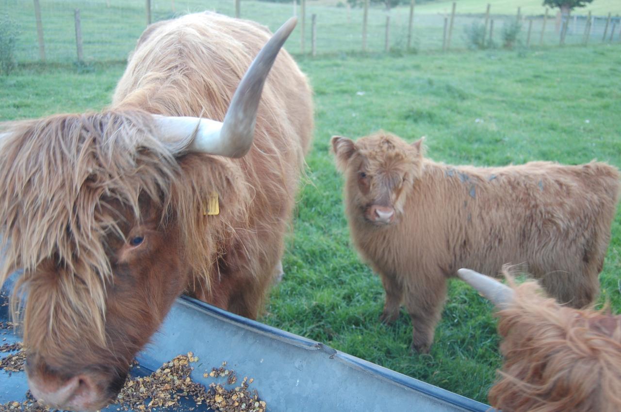 Drumbuie Farm B&B Drumnadrochit Εξωτερικό φωτογραφία